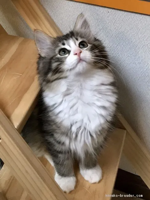 ID:2001-00891の子猫