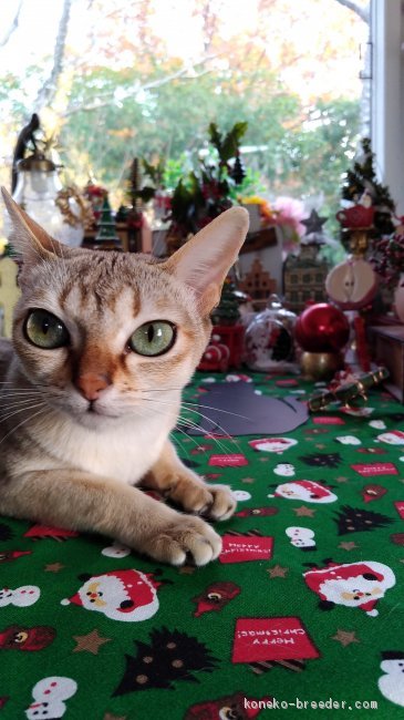 シンガプーラ宇宙人顔 古川里香ブリーダー みんなの子猫ブリーダー