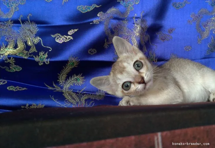 ID:2204-01962の子猫