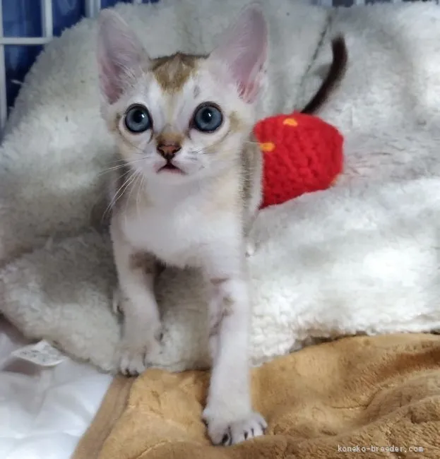 ID:2004-00711の子猫
