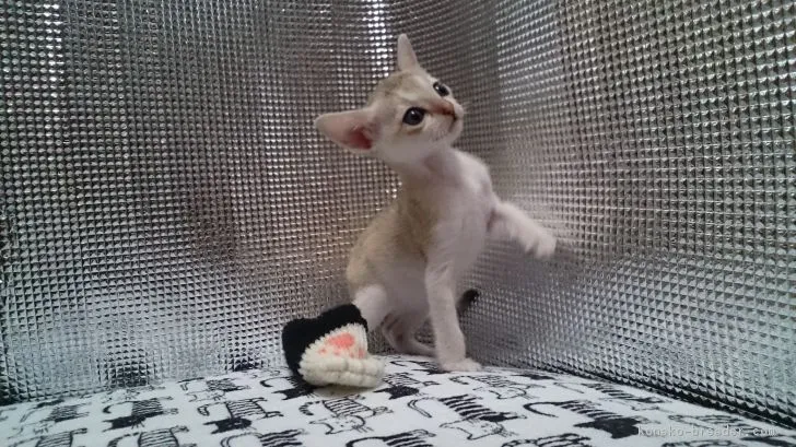 森川 淳子 様のお迎えした子猫