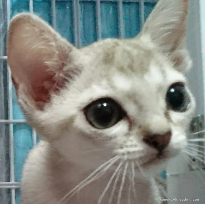 キャサリン 様のお迎えした子猫