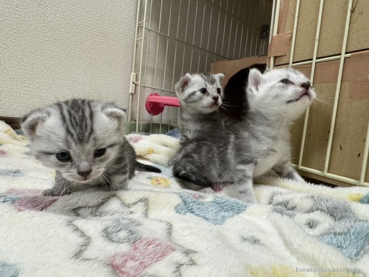 福岡真由美ブリーダーのブログ：活発性が出てきました😸