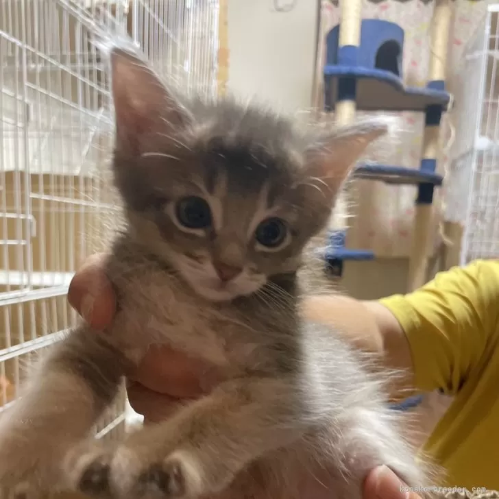 ID:2406-01465の子猫