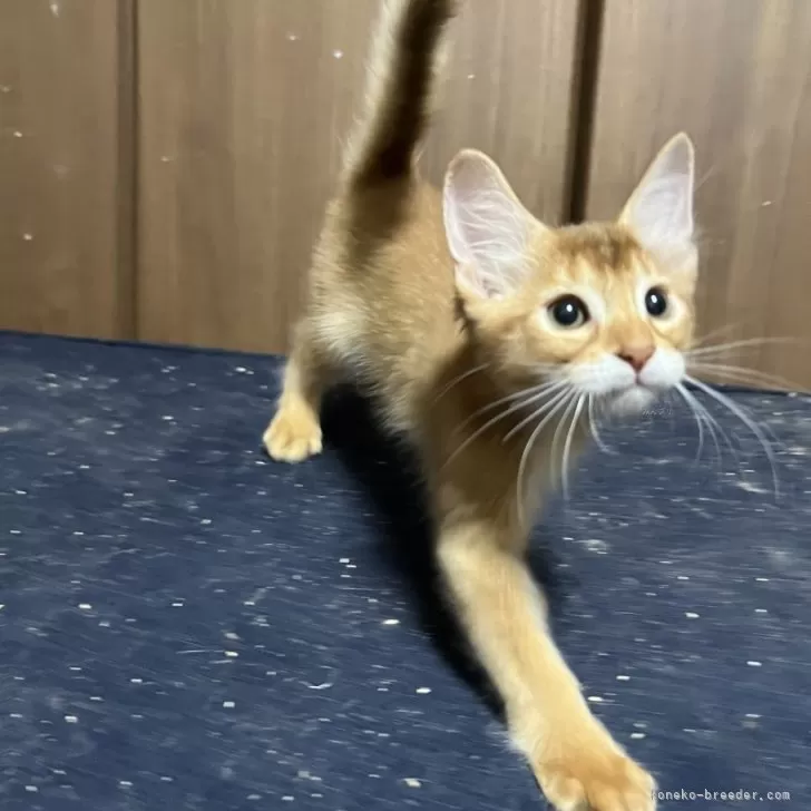 ID:2406-00581の子猫