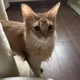 ソマリ