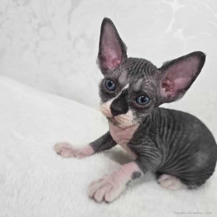 ID:2411-00362の子猫