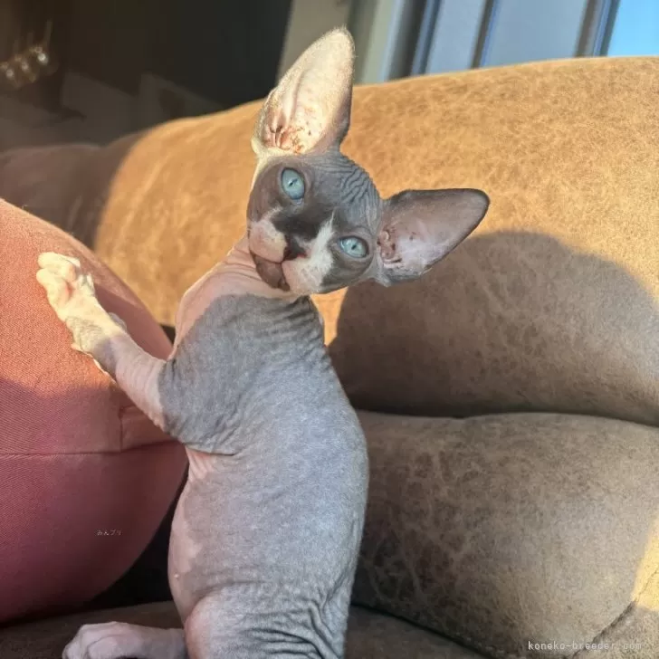 ID:2411-00364の子猫