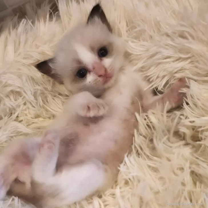 ID:2405-01350の子猫