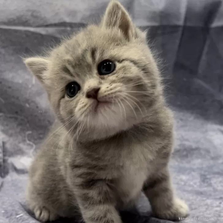 ID:2408-00447の子猫