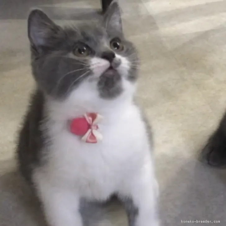 ID:2305-01731の子猫
