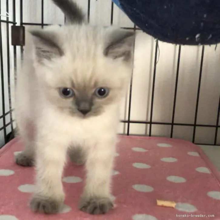 ID:2210-02554の子猫