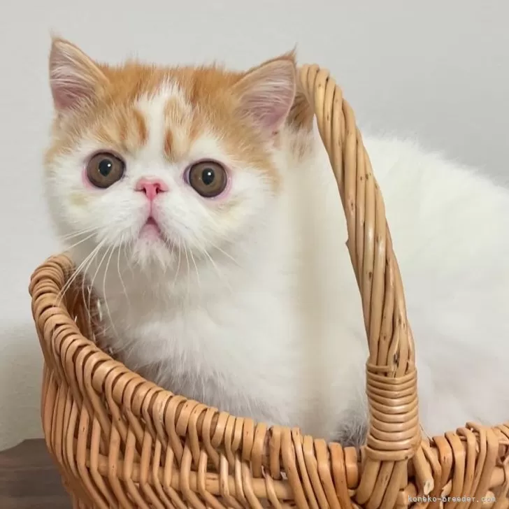 ID:2408-01247の子猫