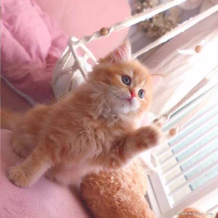 ID：2409-00334の子猫