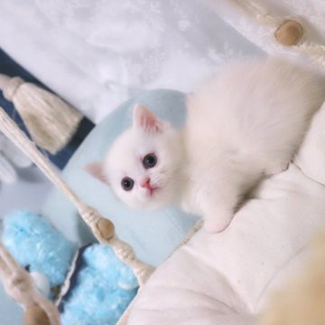 マンチカン(短足)【兵庫県・女の子・2025年2月20日・カメオ&ホワイト（ショート）】の写真「極短足のコリラックマガール⭐︎🐻すこしタレ目です✨」