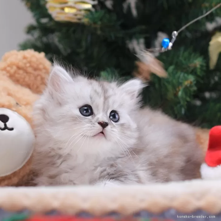 ID:2407-01803の子猫