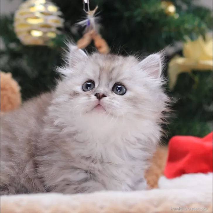 ID:2407-01802の子猫