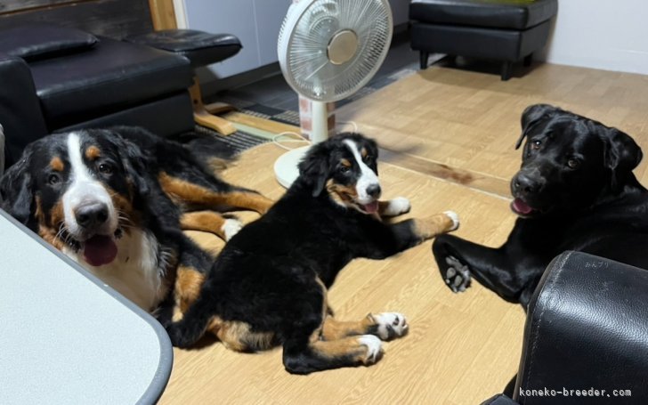 当犬猫舎の甘えん坊の番犬がお出迎え致します🙇‍♀️｜中元　梢(なかもと　こずえ)ブリーダー(宮崎県・サイベリアン・KCC登録)の紹介写真7