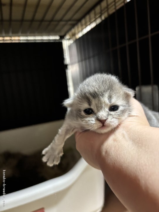 中元梢ブリーダーのブログ：秋ちゃんの子猫ちゃんお目目開きました❤️