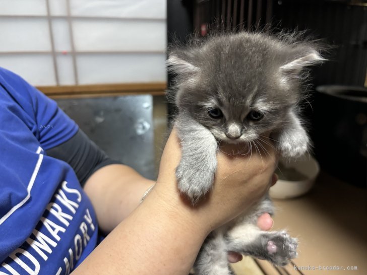 中元梢ブリーダーのブログ：仔猫ちゃんのご紹介です✨️