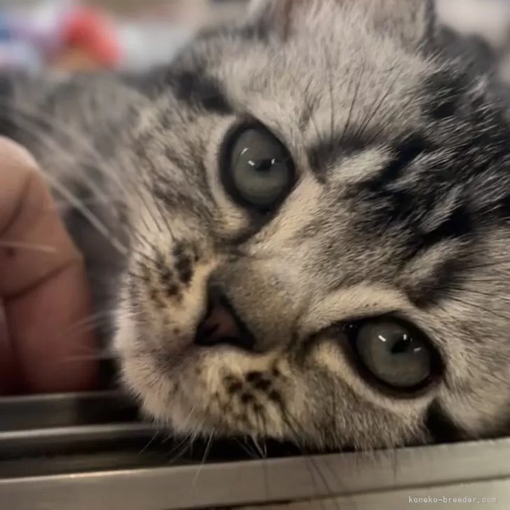 ID:2405-02835の子猫