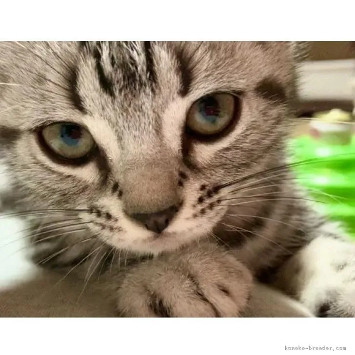 ID:2205-01629の子猫