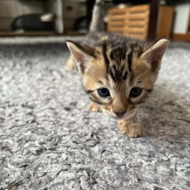 ID:2305-03851の子猫