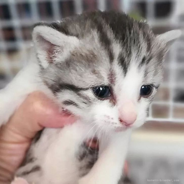 ID:2410-00704の子猫