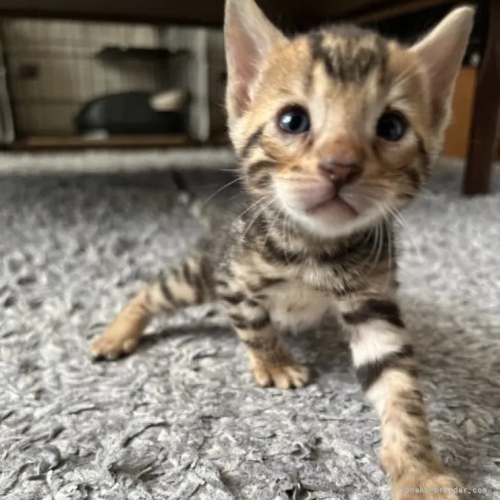 ID:2305-03847の子猫
