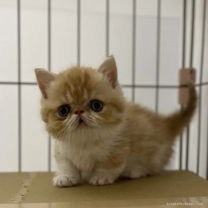 ID:2405-00058の子猫