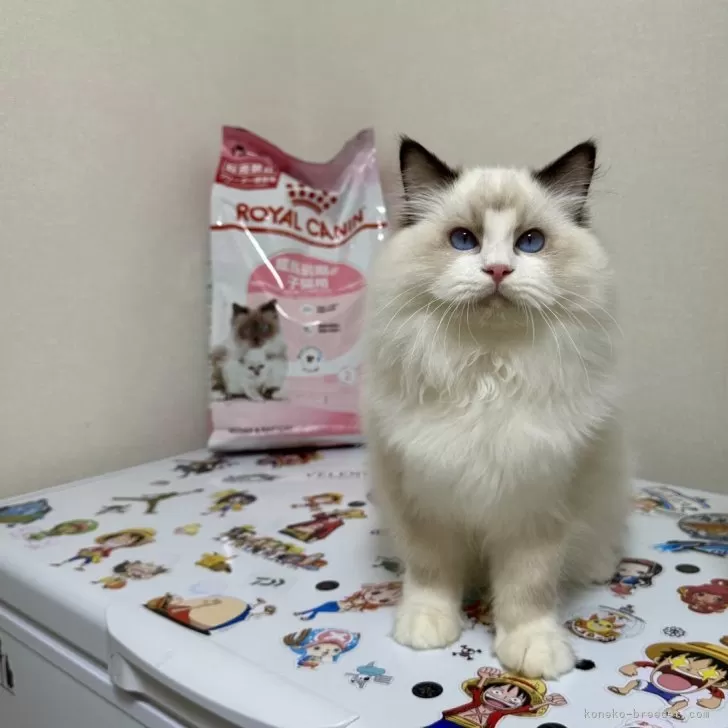ID:2411-02818の子猫