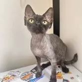 デボンレックス