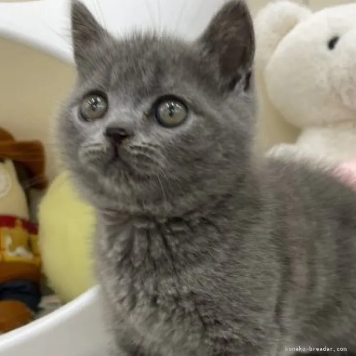 ID:2304-03101の子猫