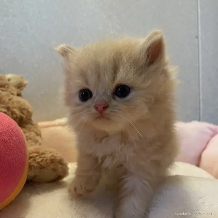 ID:2308-02732の子猫