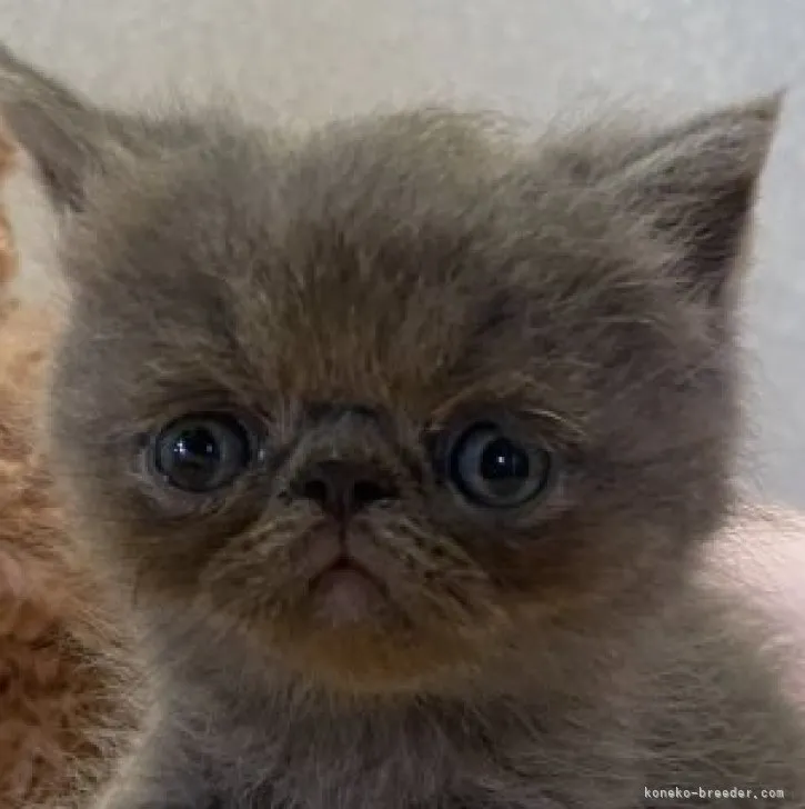 ID:2308-02647の子猫