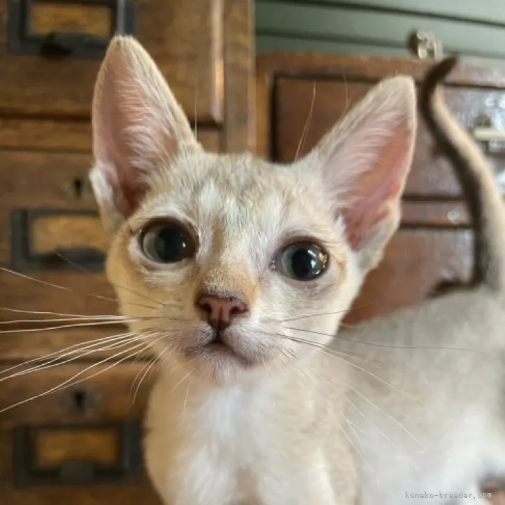ID:2308-02262の子猫