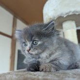 ブリティッシュロングヘア