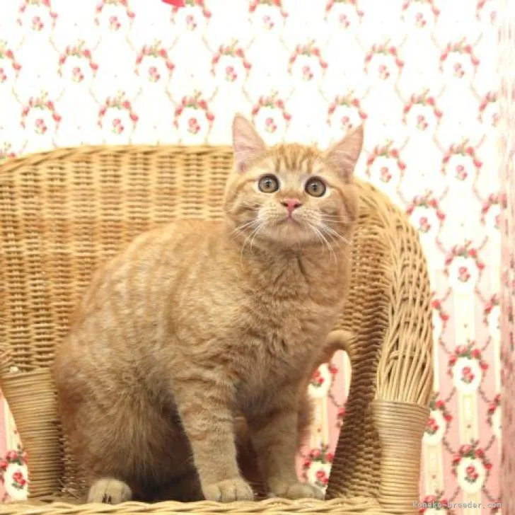 ID:2207-01811の子猫