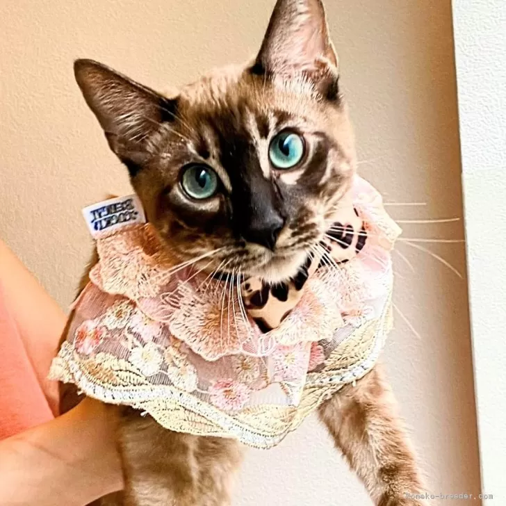 ID:2406-00253の子猫