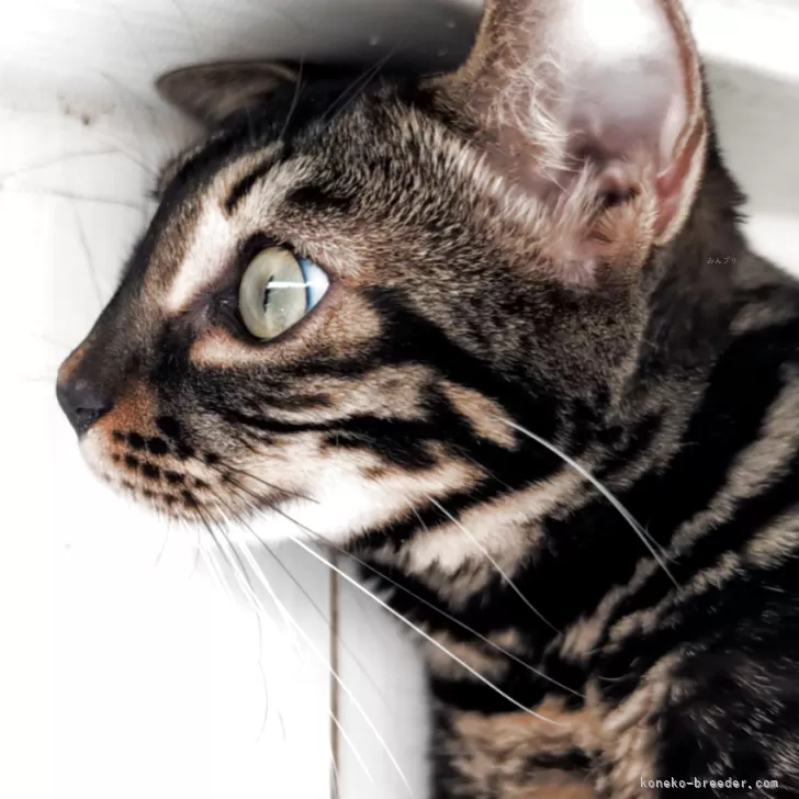 ID:2501-00805の子猫