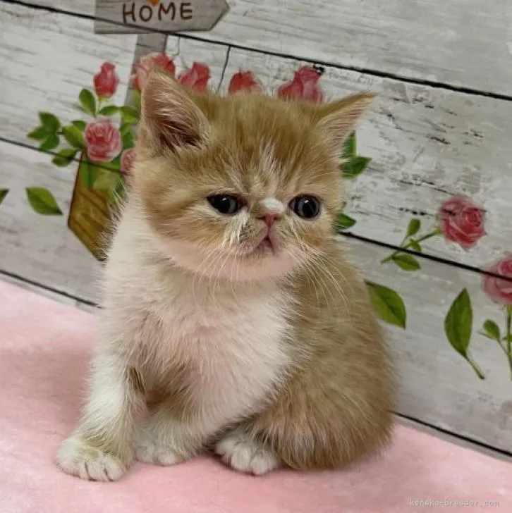 ID:2301-02178の子猫