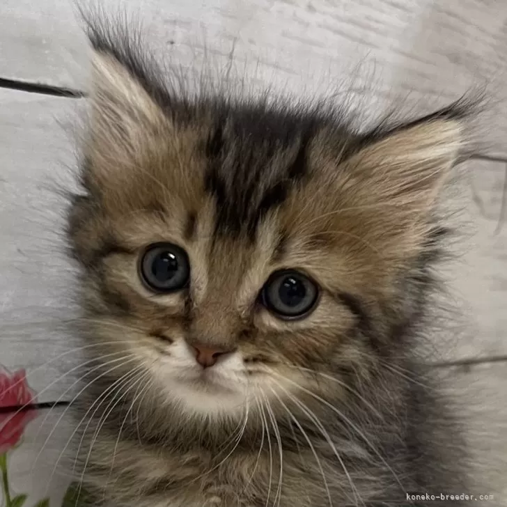 ID:2312-01495の子猫