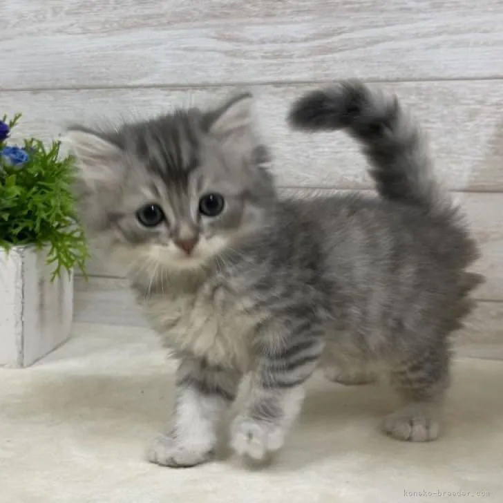 ID:2209-02406の子猫