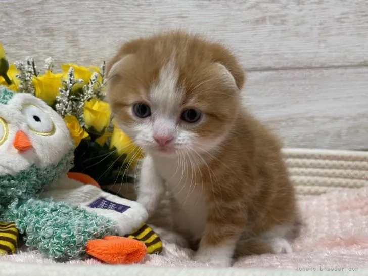 ID：2201-01043の子猫