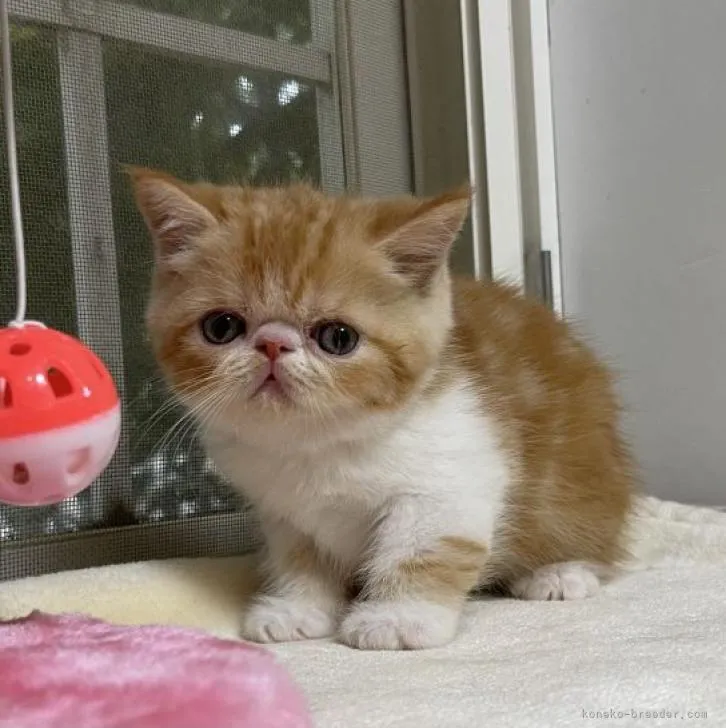 ID:2210-01429の子猫