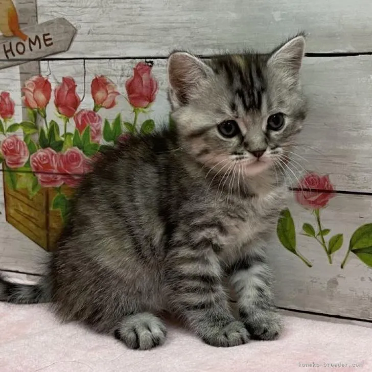 ララ 様のお迎えした子猫