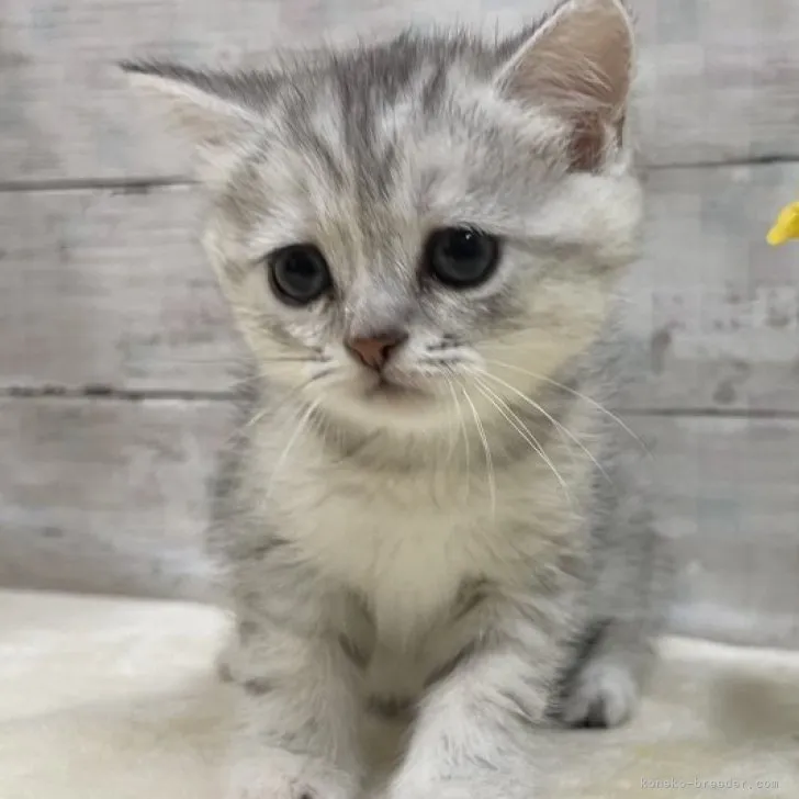 ID:2306-00401の子猫