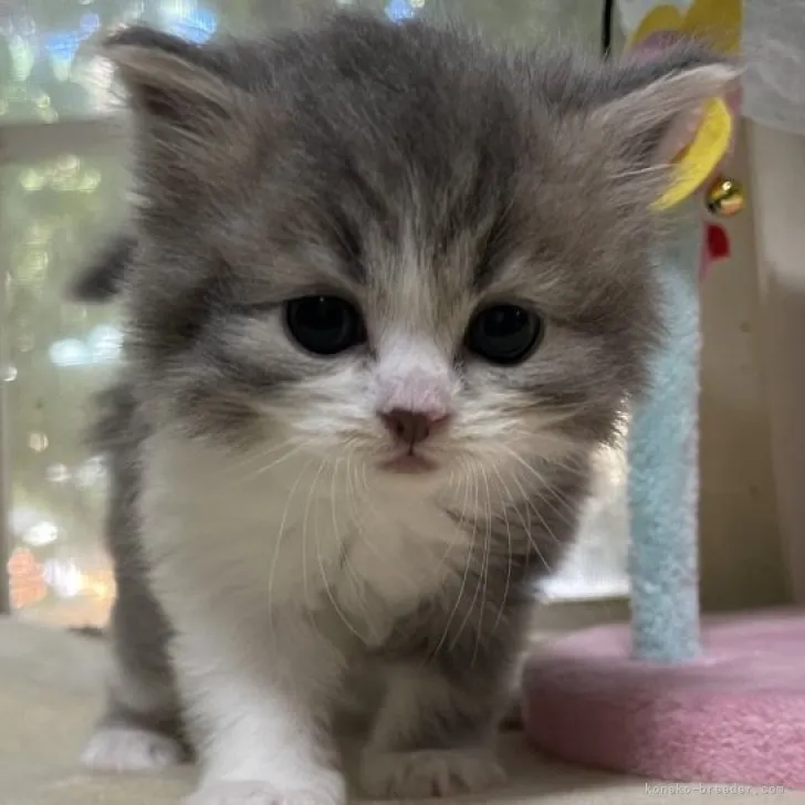 ID:2307-00239の子猫