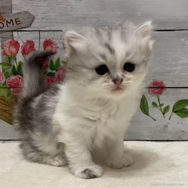 ID:2410-00770の子猫