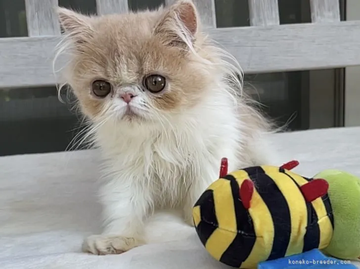 ID:2106-01862の子猫